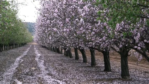 Blooming almonds orchid Stock Footage 86502785