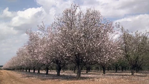 Blooming almonds orchid time laps Stock Footage 86491838