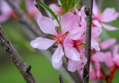 Blooming almonds. Stock Photos