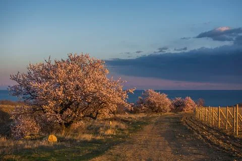 Blooming almonds Stock Photos