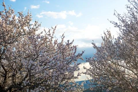 Blooming almonds Stock Photos