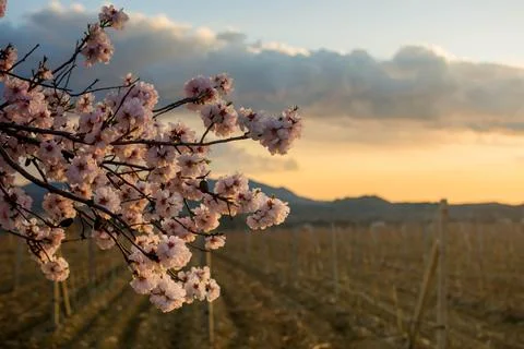 Blooming almonds Stock Photos