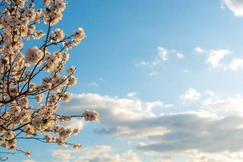 Blooming almonds Foto stock