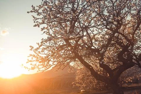 Blooming almonds Stock Photos