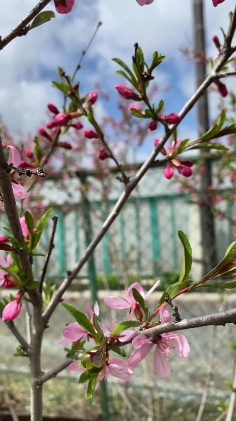 Blooming almonds slow motion Stock-Footage 241296952
