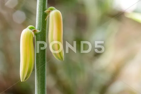 Blooming aloe vera flower in garden. Stock Photos