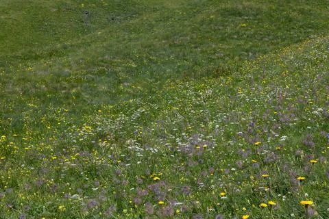 Blooming Alpine Meadow Stock Photos