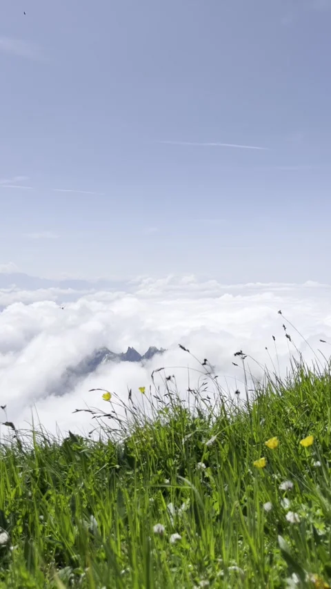 Blooming alpine meadow at the top of Sntis Stock Footage 306066033