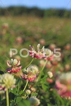 Blooming alsike clover (trifolium hybridum) Stock Photos