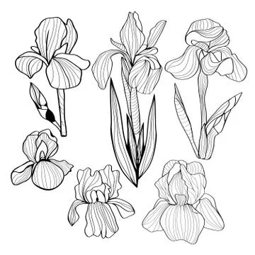 Blooming and budding iris flowers black and white set Stock Illustration