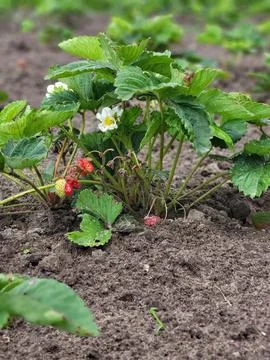 Blooming and initial berry formation of strawberries 스톡 사진