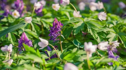 Blooming anemone flowers in the spring forest. Used as natural background. Stock Footage 50458502