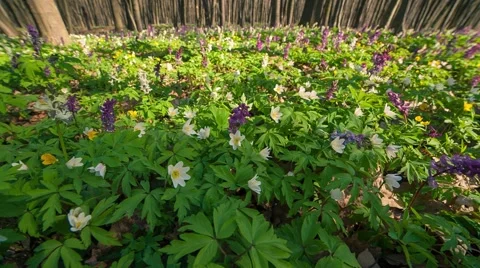 Blooming anemone flowers in the spring forest Stock Footage 50466680