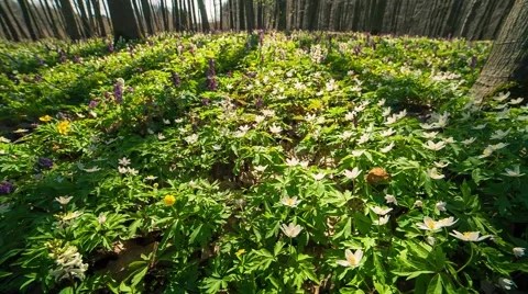Blooming anemone flowers in the spring forest Video stock 50466867