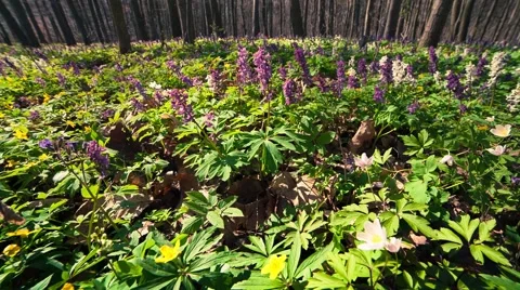 Blooming anemone flowers in the spring forest. Stock Footage 58590583