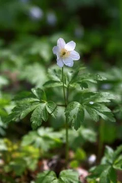 The blooming of the Anemone Stock-Fotos