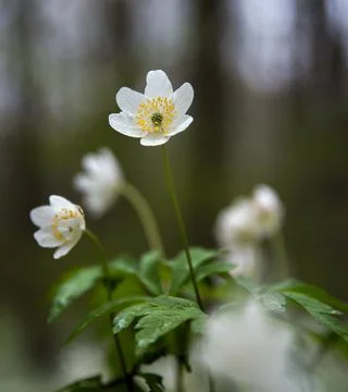 Blooming anemones Asher's anemone -Anemone nemorosa- in spring. Selective foc 写真素材