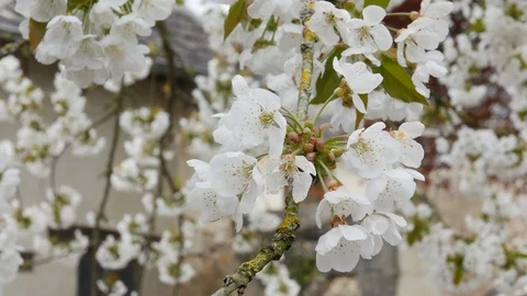 Blooming Apple and cherry trees in the Park, Deserted due to the covid-19 Stock Footage 128140308