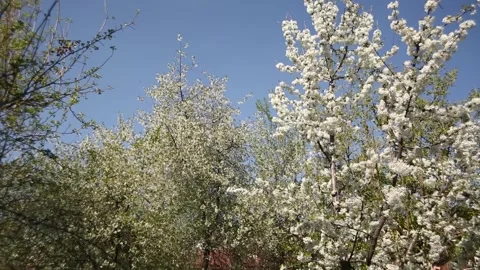 Blooming apple and cherry trees in the garden. Stock Footage 264139686