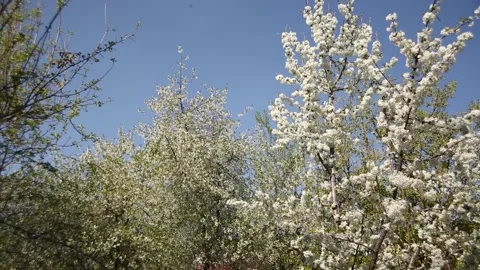 Blooming apple and cherry trees in the garden. Stock Footage 271180631