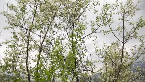 Blooming apple and cherry trees in the garden on the background of the mountains Stock Footage 277874222