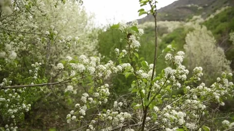 Blooming apple and cherry trees in the garden on the background of the mountains Stock Footage 308013505