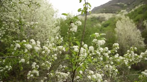 Blooming apple and cherry trees in the garden on the background of the mountains Stock Footage 310533535