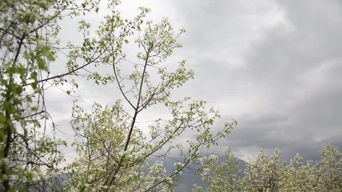 Blooming apple and cherry trees in the garden on the background of the mountains Stock Footage 341332549