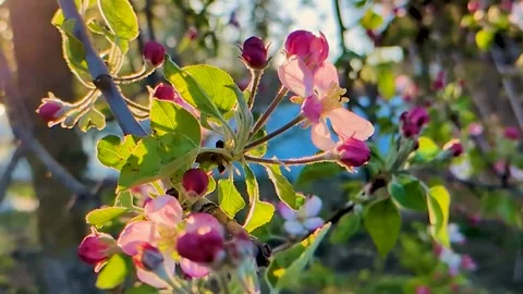 The blooming apple blossom Stock Footage 306960046