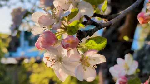 The blooming apple blossom Stock Footage 306960089