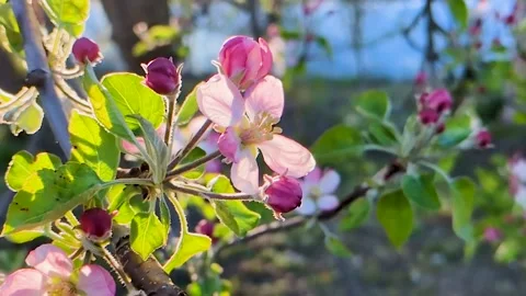 The blooming apple blossom Stock Footage 306960096
