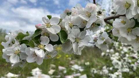 Blooming Apple Branch With Pollinating Beetle in Spring Stock Footage 342167760