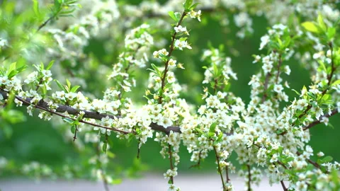 Blooming apple branch at spring garden against unfocused green grass background. Stock Footage 154254677
