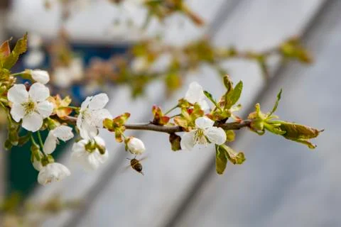 Blooming Apple branches on a blurry background Stock Photos