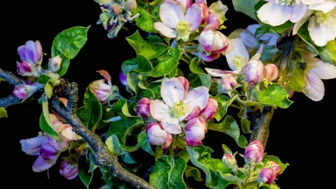 Blooming apple branches time lapse Video stock 136975135
