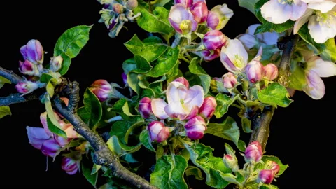 Blooming apple branches time lapse Видео 136975973