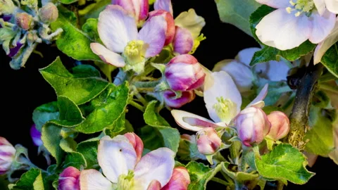Blooming apple branches time lapse Stock Footage 136976659