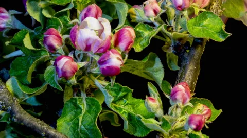 Blooming apple branches time lapse Stock Footage 136977041
