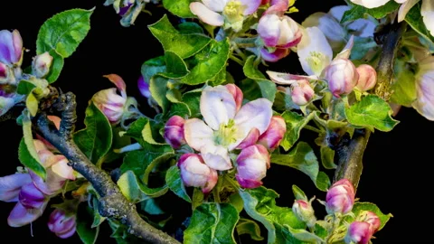 Blooming apple branches time lapse Stock Footage 136977265