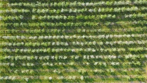 Blooming Apple Cherry Orchard Planted In Parallel Rows Aerial Top View Stock Footage 125979305