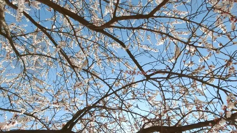 Blooming apple in early spring Stock Footage 128603753