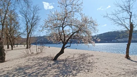 Blooming apple in early spring Stock Footage 128605123
