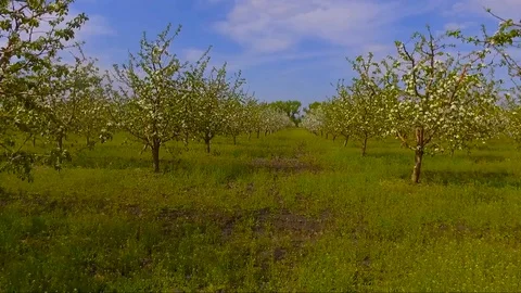 Blooming Apple garden with drone Stock Footage 102434601