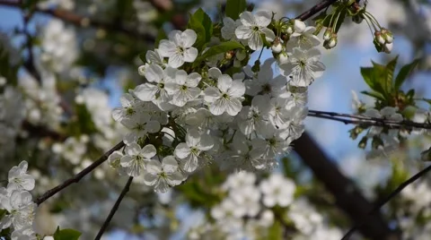 Blooming Apple garden Video stock 45865481