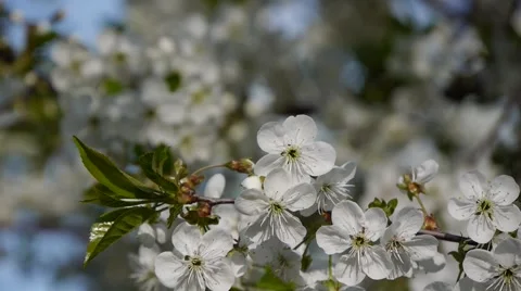 Blooming Apple garden Video stock 45865731