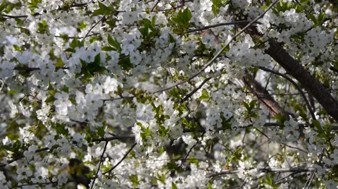 Blooming Apple garden Video stock 45865753