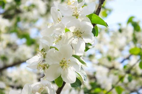 Blooming apple or cherry tree Stock Photos