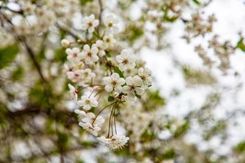 Blooming Apple or cherry. White flowers on tree branches. Spring. Stock Photos