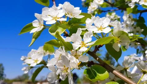 A blooming Apple or pear tree against a clear blue sky. A tree branch with wh Foto stock