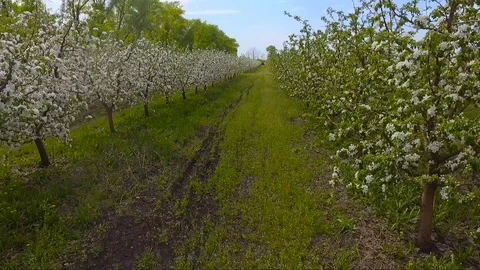 Blooming Apple orchard with drone Stock Footage 102434733
